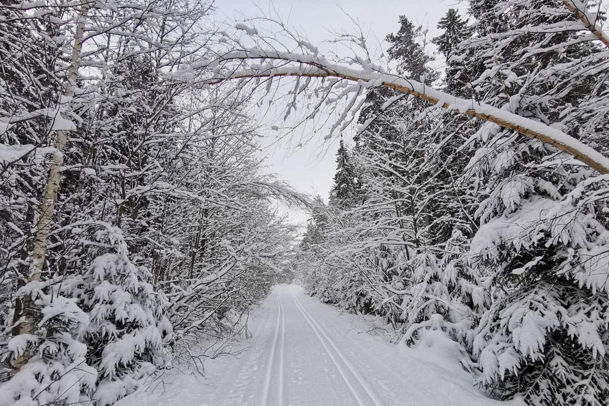A snowy trail winding through a winter forest