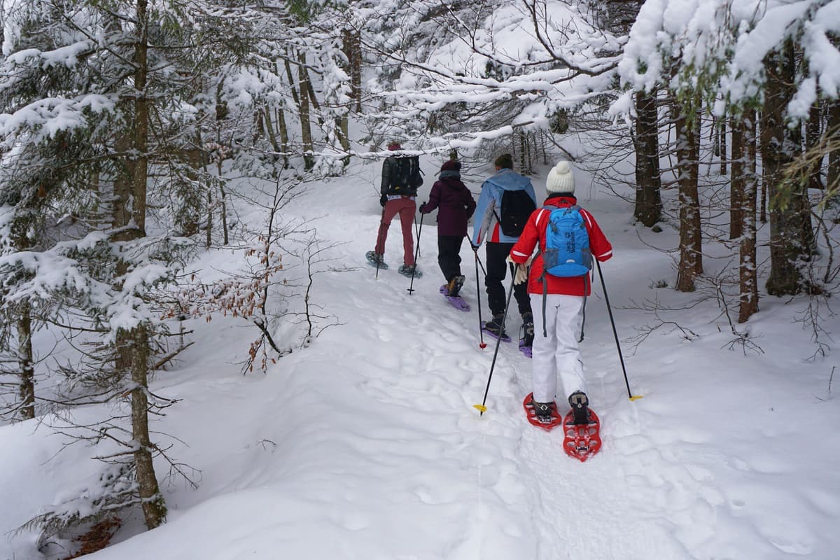 Hikers wearing snowshoes on a winter walk through a snowy forest